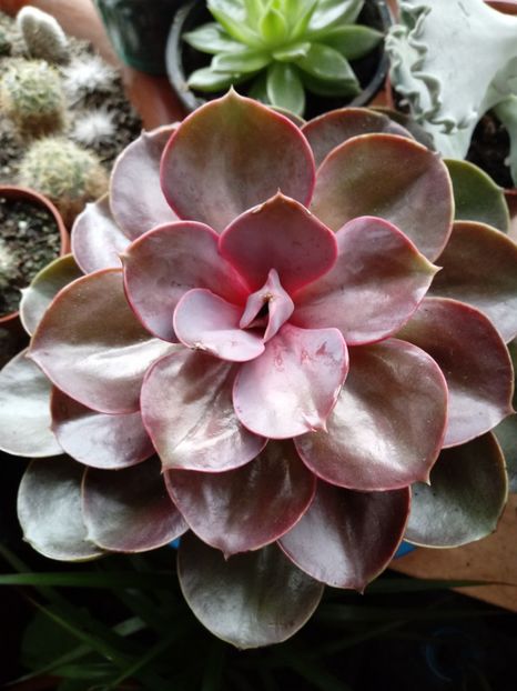 EcheveriaMagicalRed - Echeveria si alte suculente asemanatoare