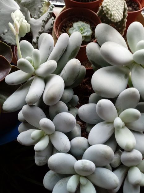 Pachyphytum Oviferum-planta drajeu - Echeveria si alte suculente asemanatoare