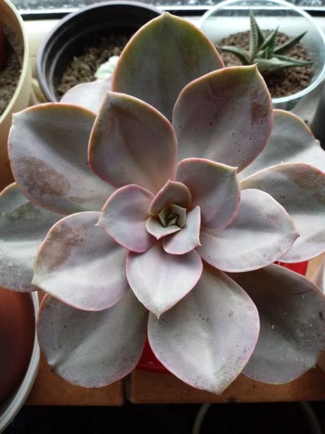 EcheveriaPurplePearl - Echeveria si alte suculente asemanatoare