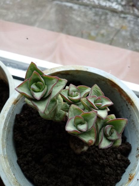 CrassulaPerforata - Crassula
