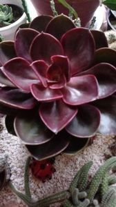 EcheveriaMagicalRed - Echeveria si alte suculente asemanatoare