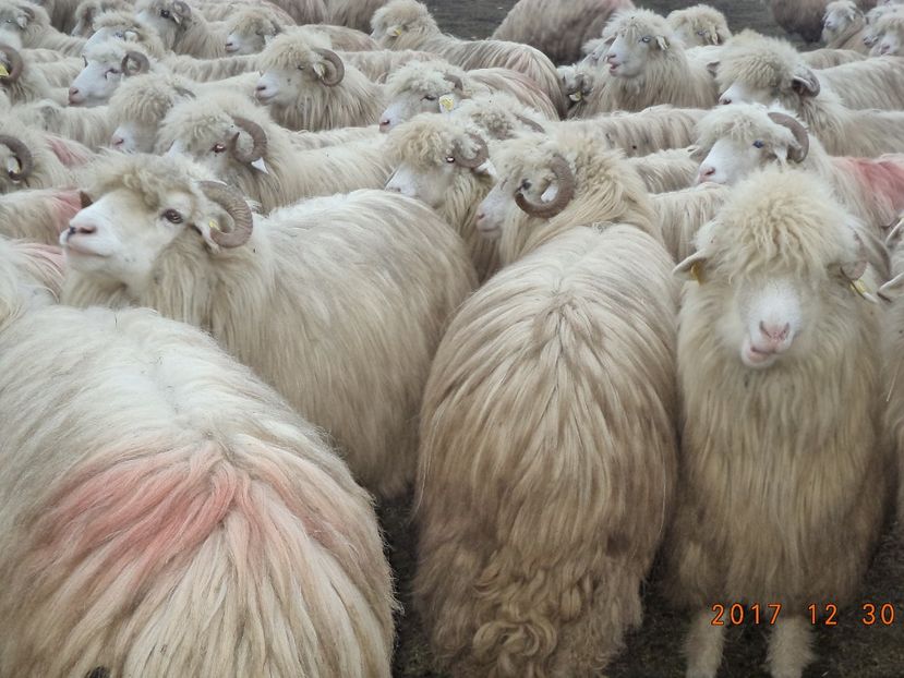  - Turcana-Alba 2017-2018