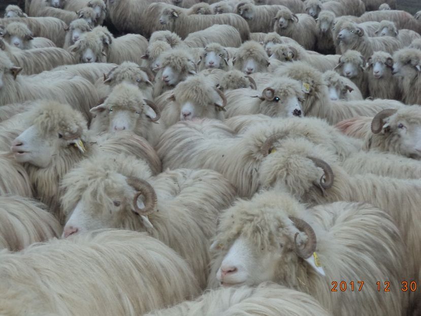  - Turcana-Alba 2017-2018