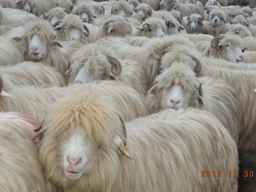  - Turcana-Alba 2017-2018