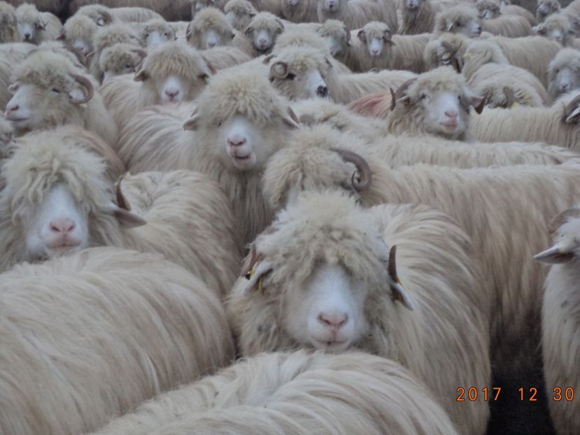  - Turcana-Alba 2017-2018