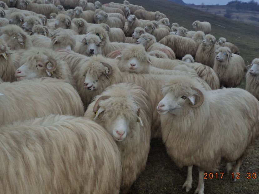  - Turcana-Alba 2017-2018