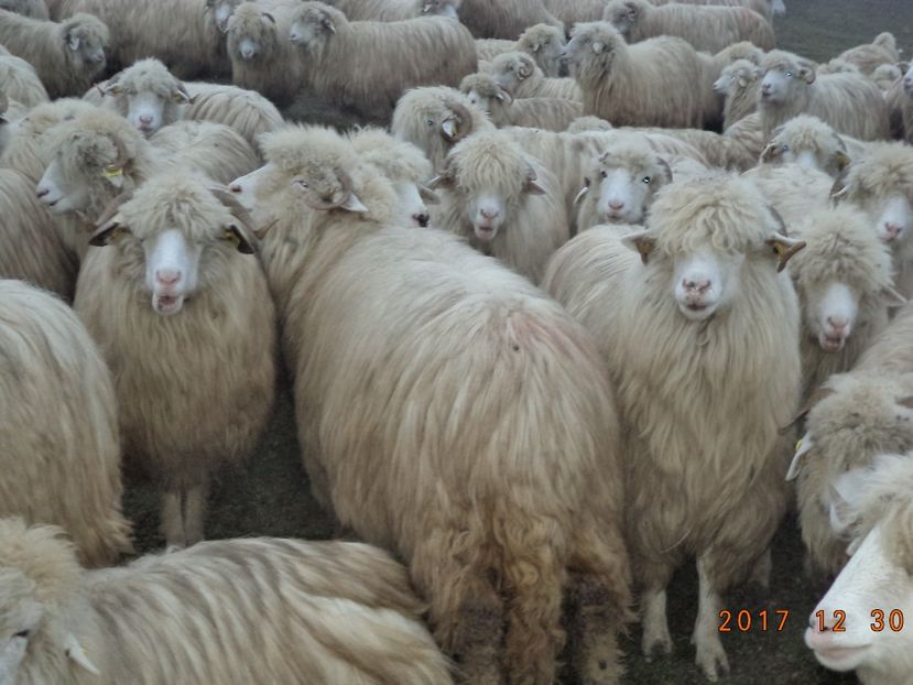  - Turcana-Alba 2017-2018