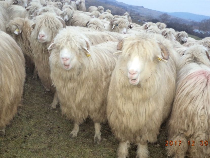  - Turcana-Alba 2017-2018