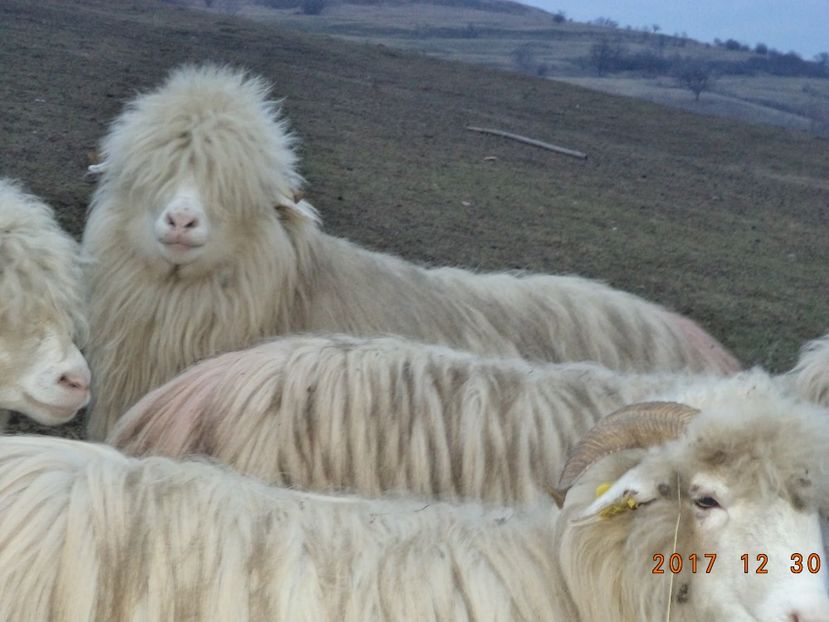  - Turcana-Alba 2017-2018