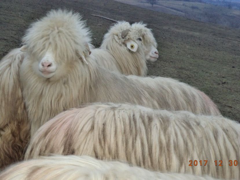  - Turcana-Alba 2017-2018