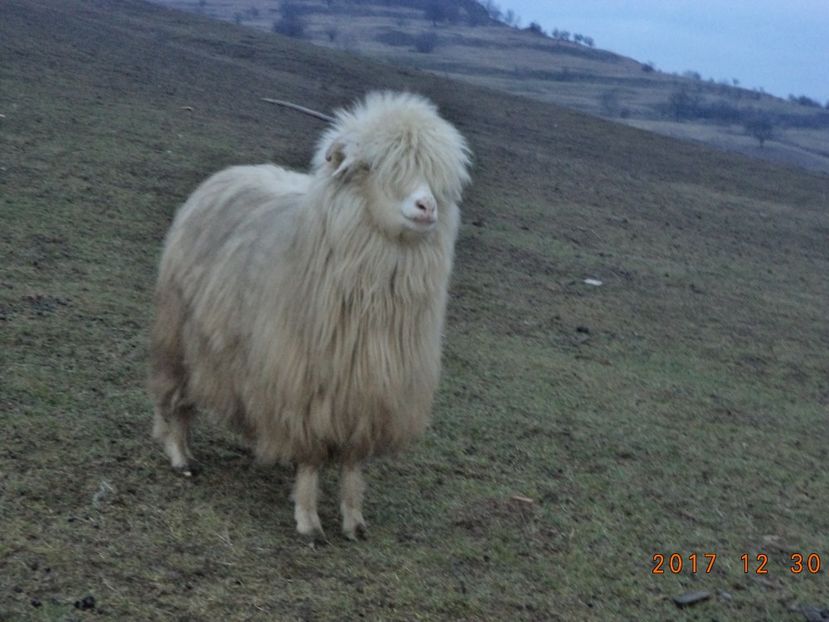  - Turcana-Alba 2017-2018