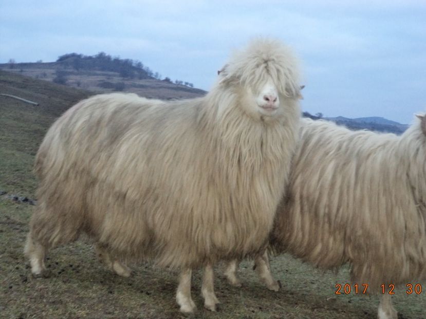  - Turcana-Alba 2017-2018