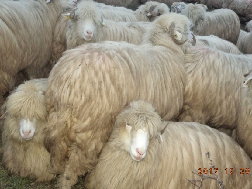  - Turcana-Alba 2017-2018