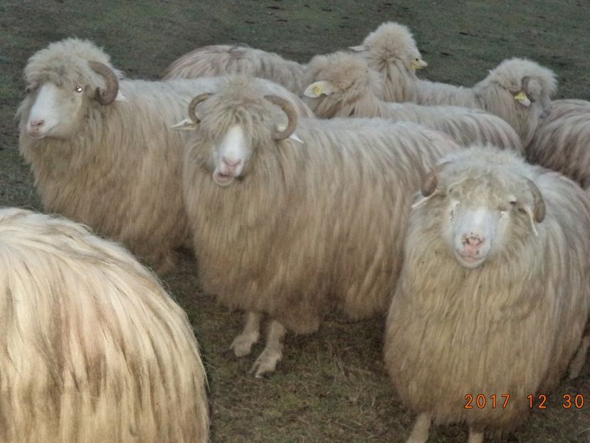  - Turcana-Alba 2017-2018