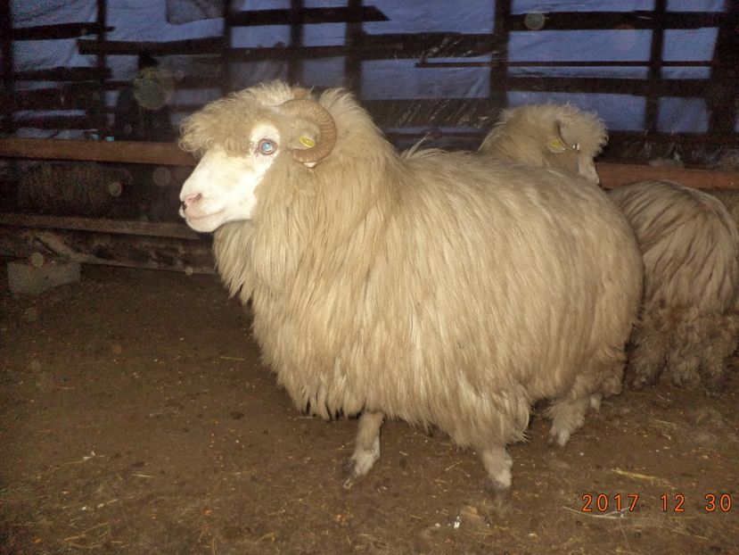  - Turcana-Alba 2017-2018