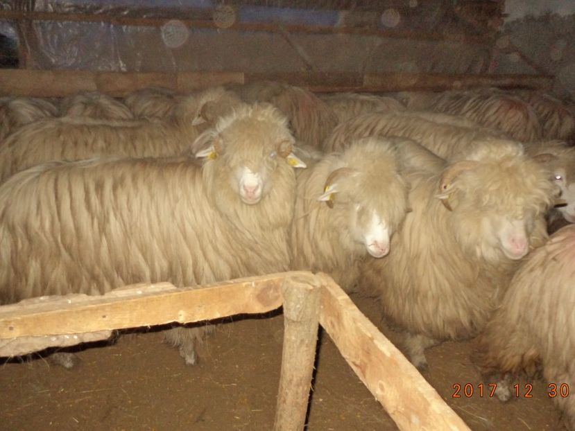  - Turcana-Alba 2017-2018