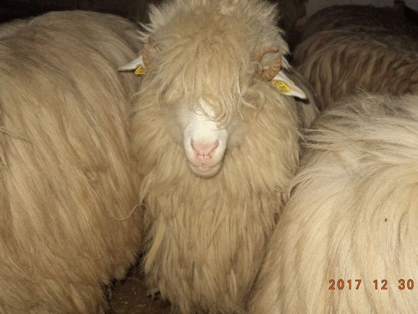  - Turcana-Alba 2017-2018