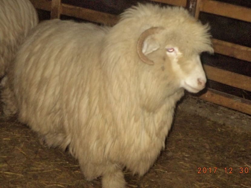  - Turcana-Alba 2017-2018