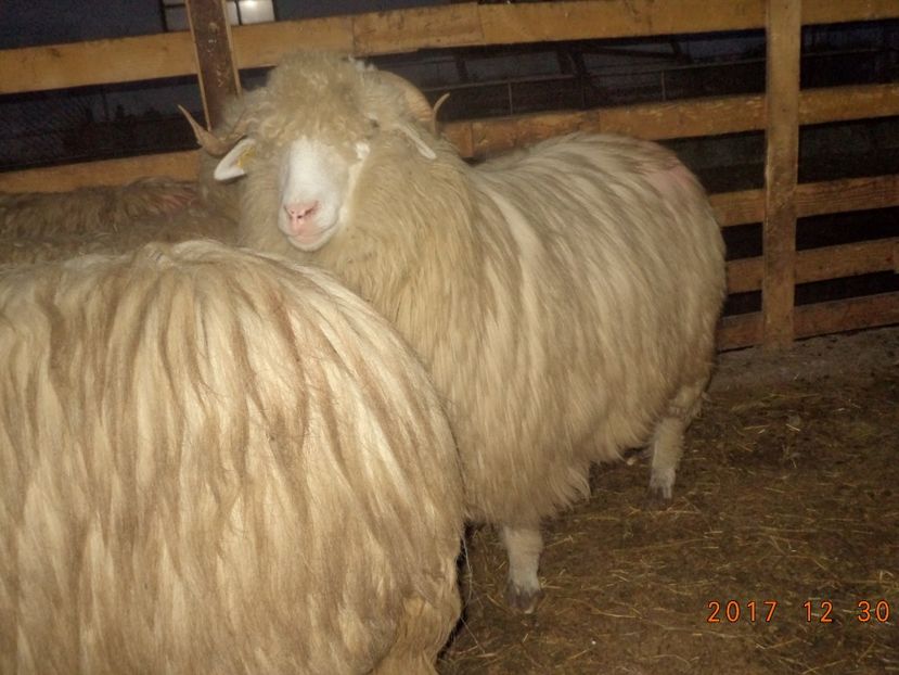  - Turcana-Alba 2017-2018