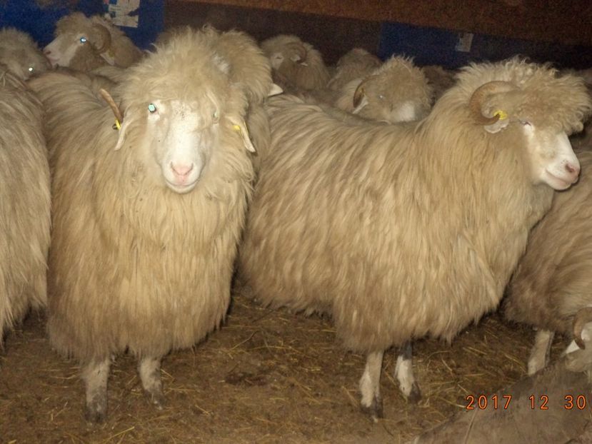  - Turcana-Alba 2017-2018