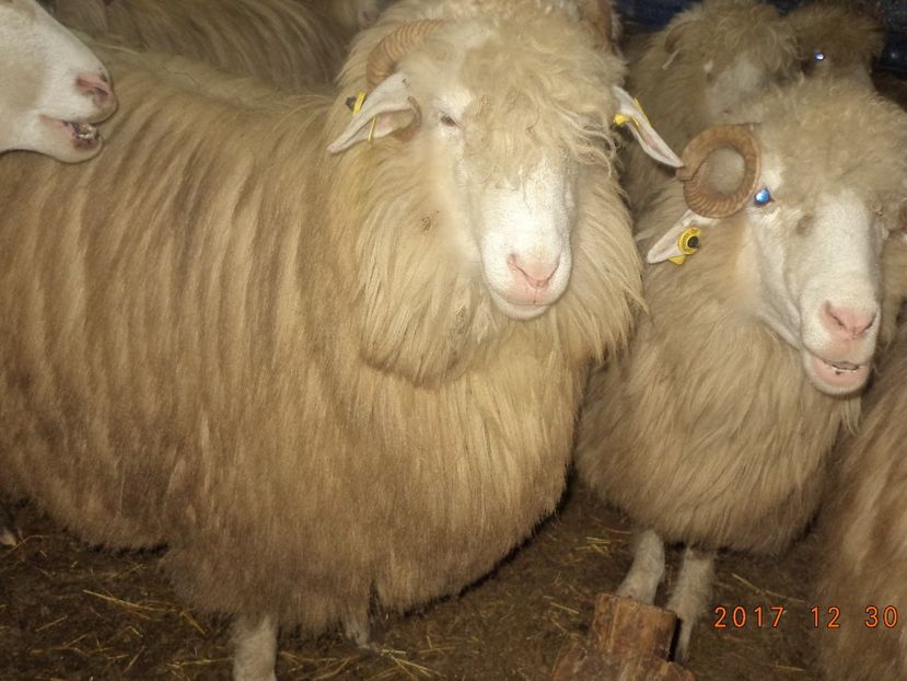  - Turcana-Alba 2017-2018