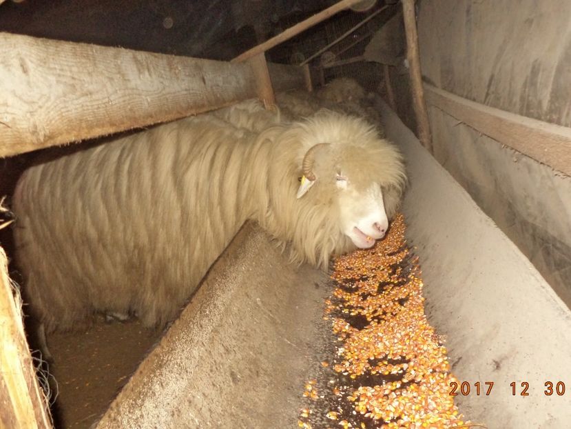  - Turcana-Alba 2017-2018