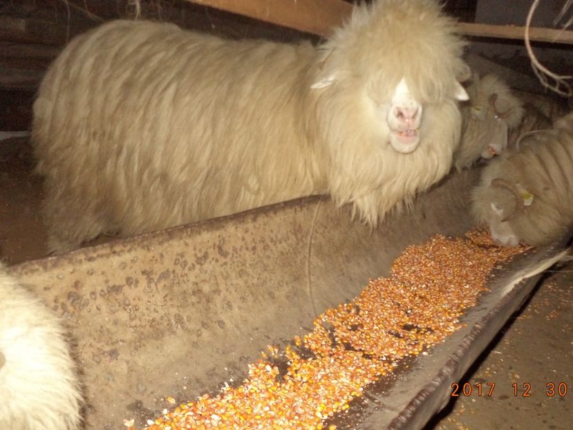  - Turcana-Alba 2017-2018