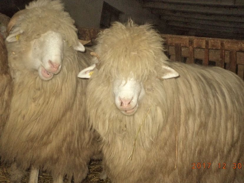  - Turcana-Alba 2017-2018