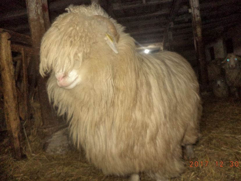  - Turcana-Alba 2017-2018