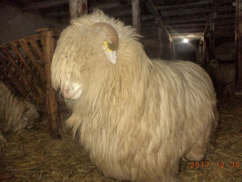  - Turcana-Alba 2017-2018