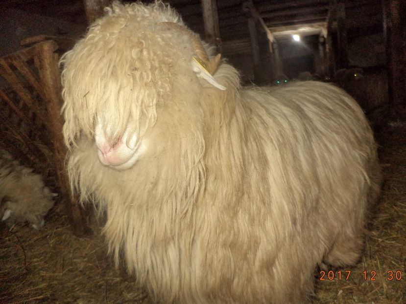  - Turcana-Alba 2017-2018