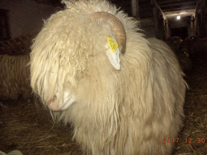  - Turcana-Alba 2017-2018