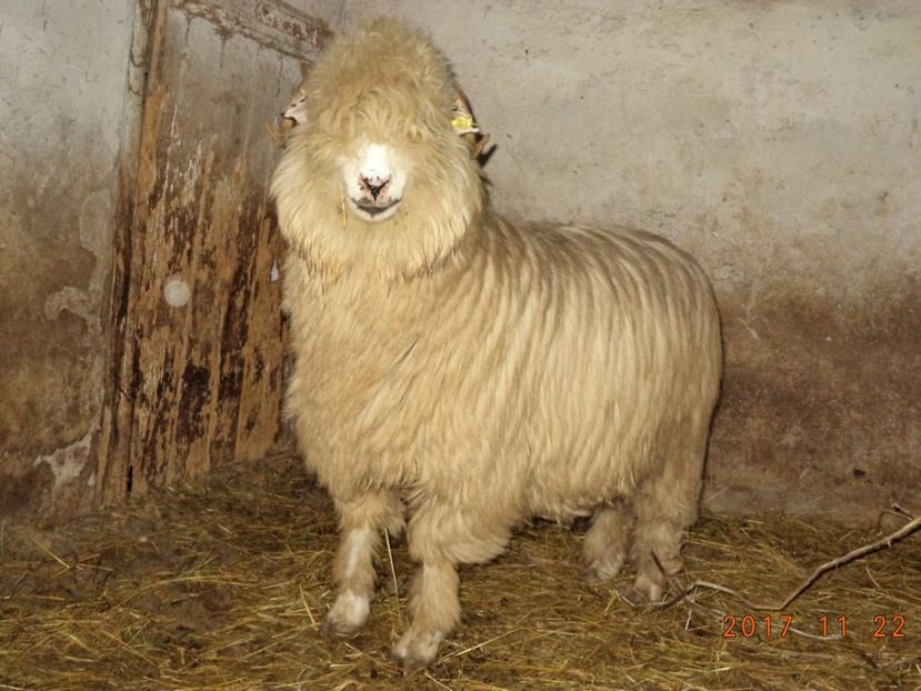  - Turcana-Alba 2017-2018