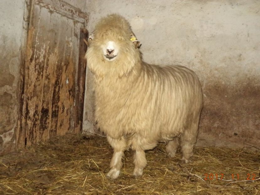  - Turcana-Alba 2017-2018