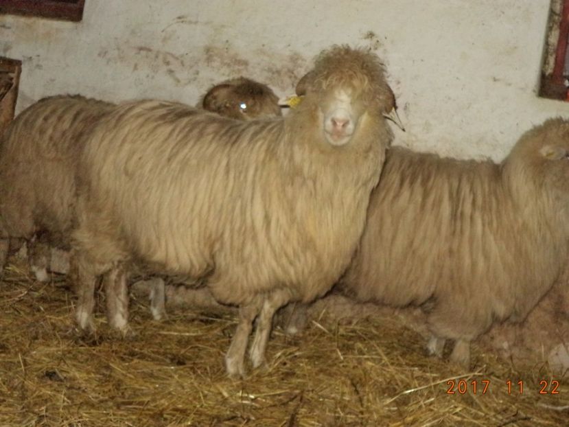  - Turcana-Alba 2017-2018