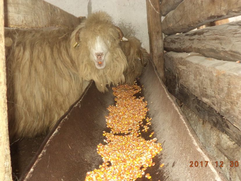  - Turcana-Alba 2017-2018