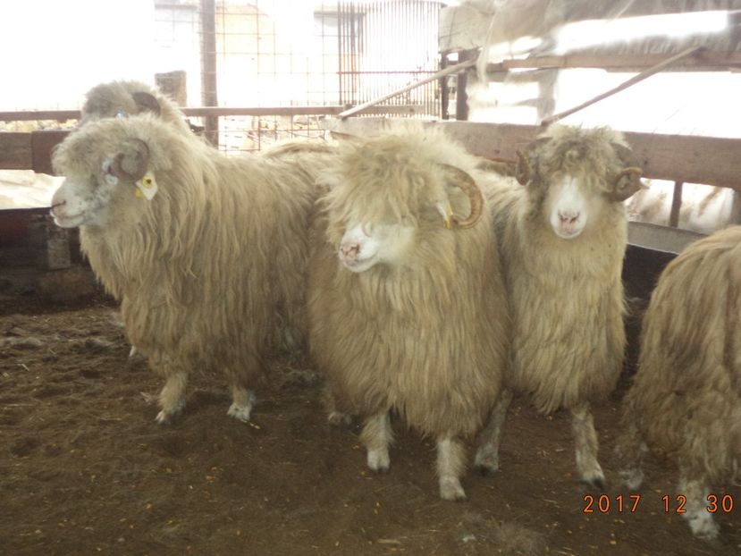  - Turcana-Alba 2017-2018