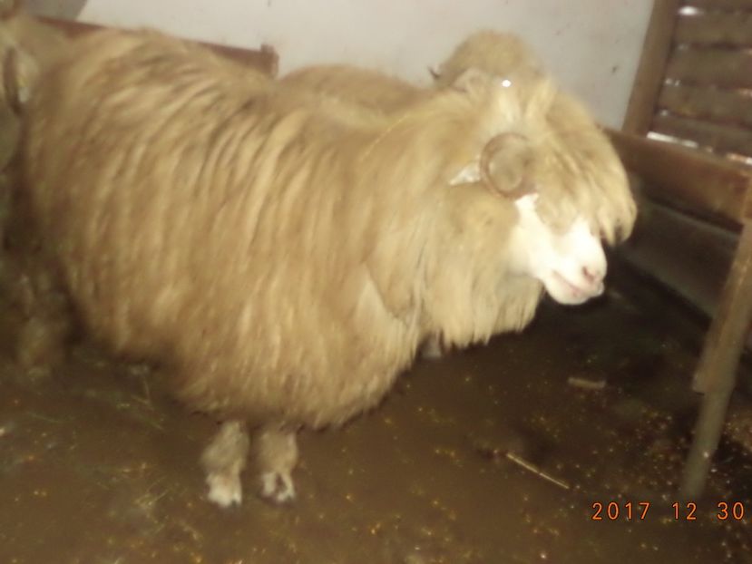  - Turcana-Alba 2017-2018