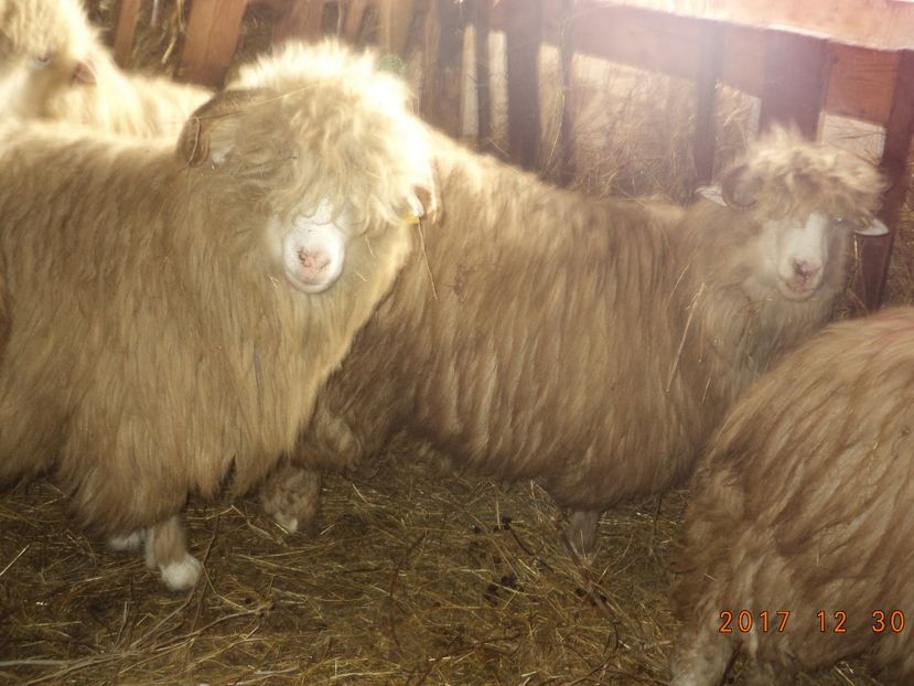  - Turcana-Alba 2017-2018