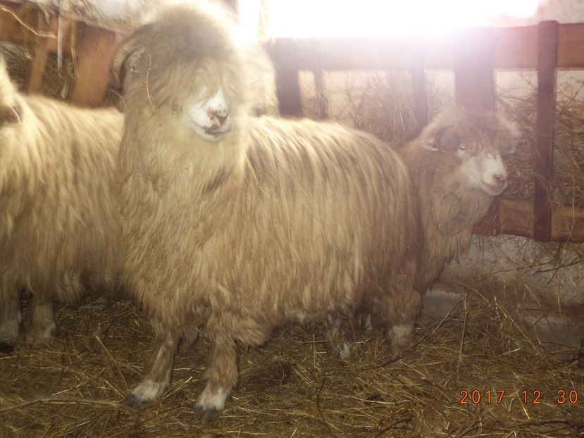  - Turcana-Alba 2017-2018