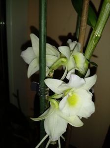 Orhidee Dendrobium - Orhidee