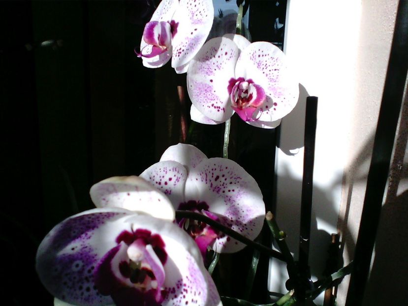 Orhidee Phalaenopsis - Orhidee