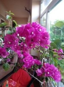  - Bougainvillea