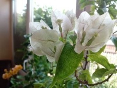  - Bougainvillea