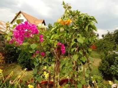  - Bougainvillea