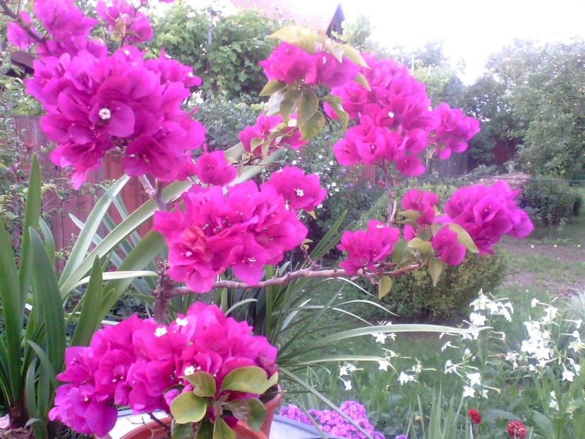  - Bougainvillea