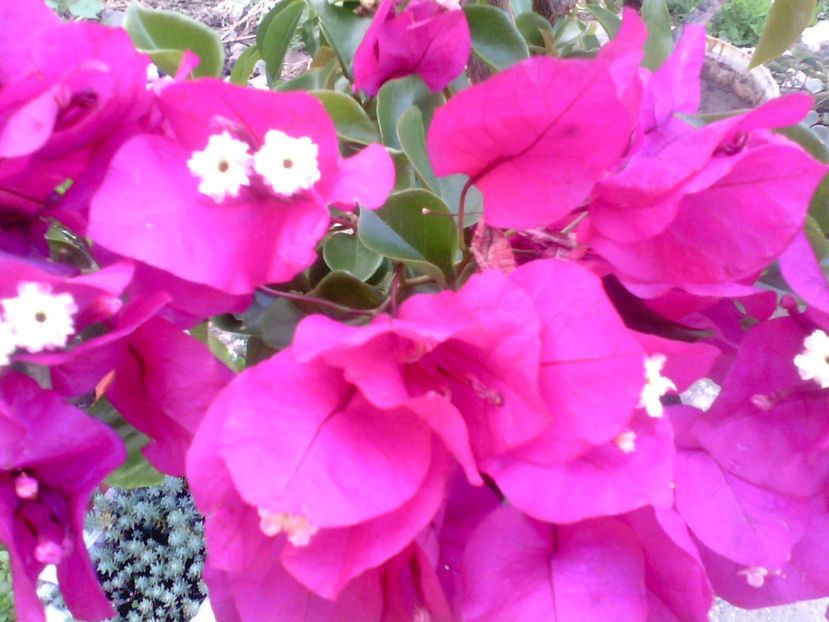  - Bougainvillea
