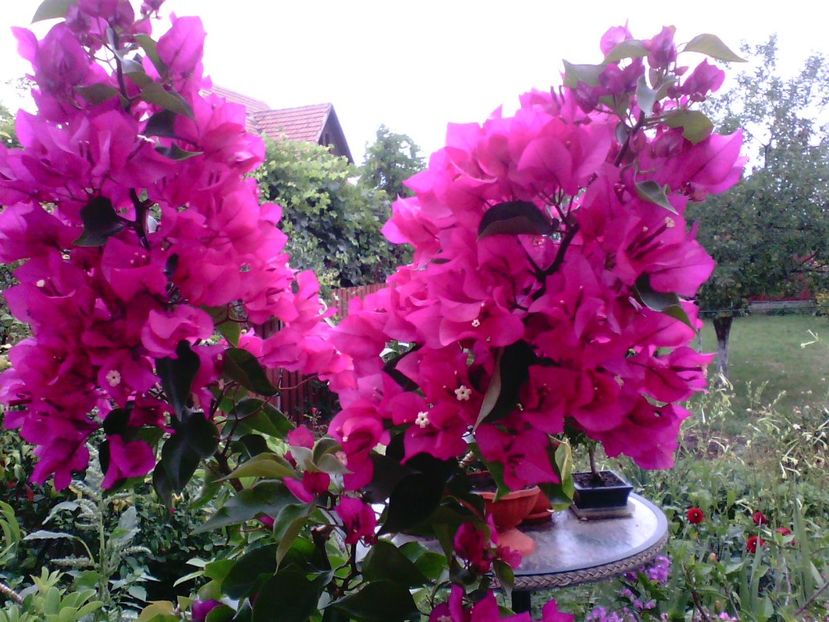  - Bougainvillea