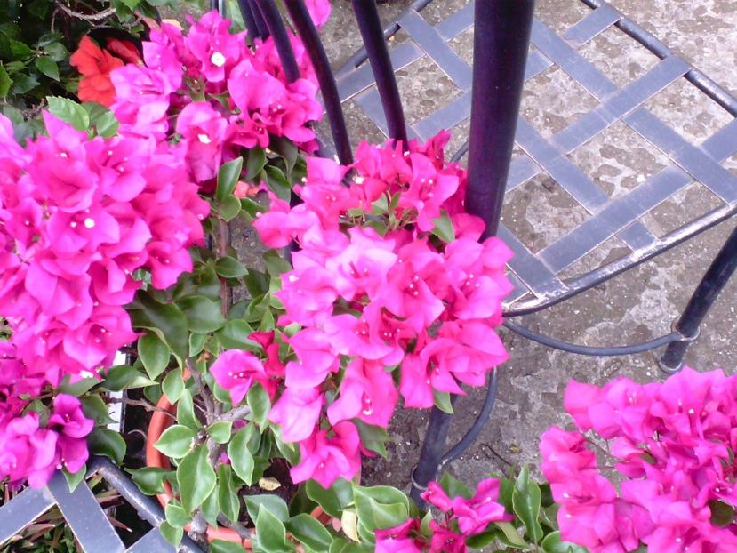  - Bougainvillea