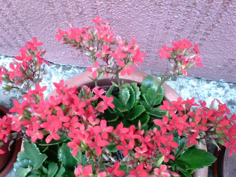  - Kalanchoe blossfeldiana si alte tipuri